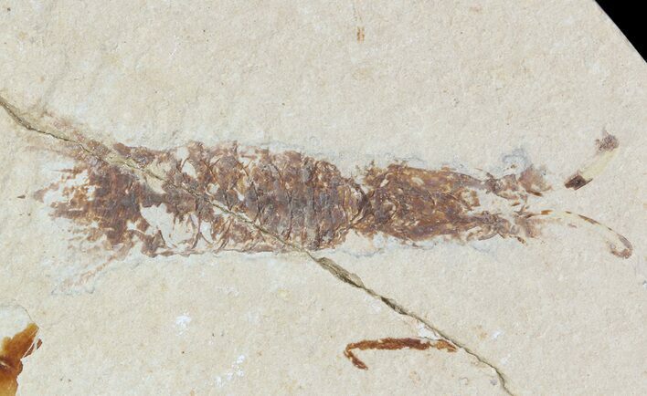 Fossil Mantis Shrimp (Sculda syriaca) - Lebanon #48534
